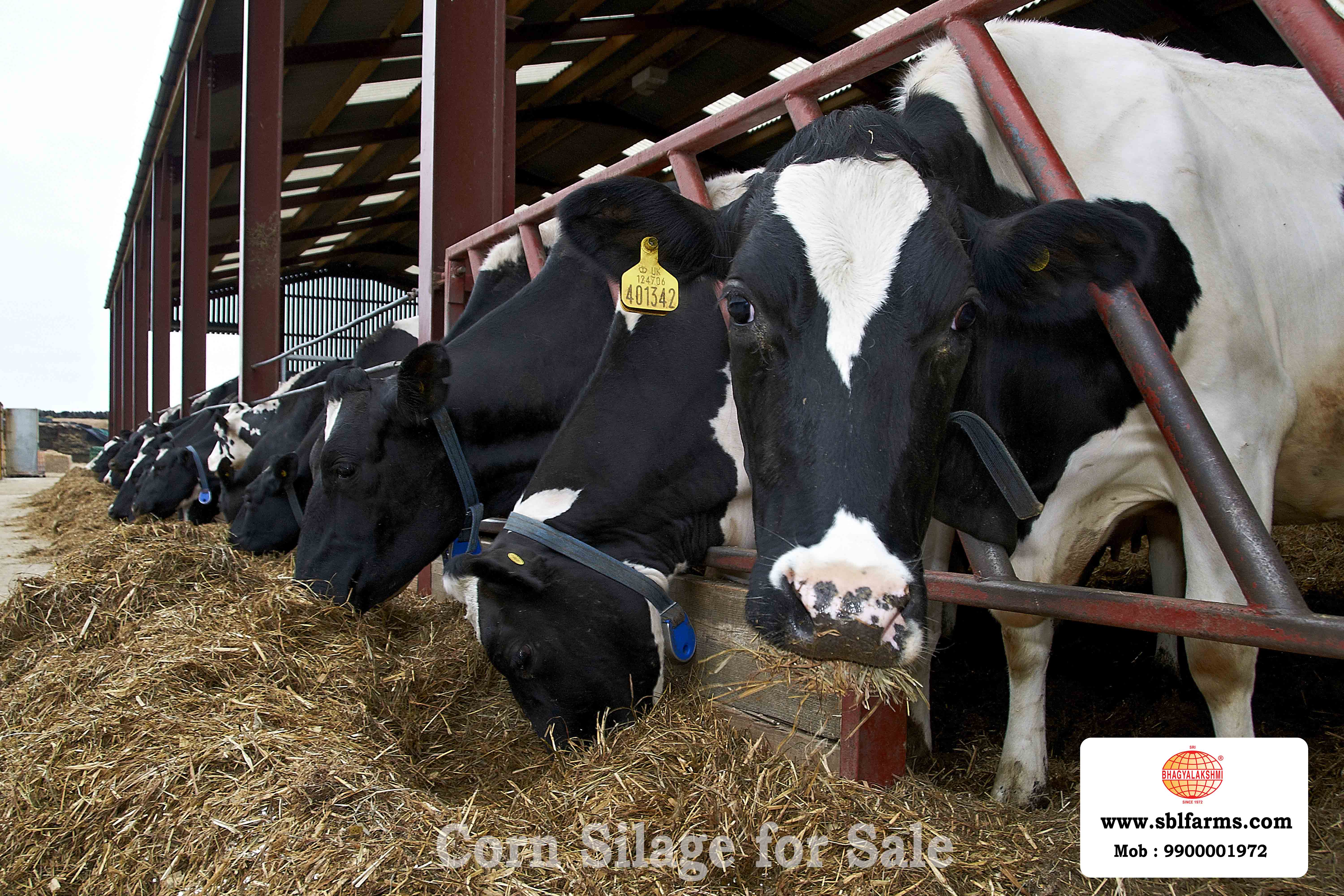 Corn Silage Suppliers in Bangalore | Corn Silage for Sale  |  Corn Silage, Baby Corn Silage manufacturers, suppliers & exporters in Bangalore | corn silage for sale in bangalore |  Sri Bhagyalakshmi Farms Corn Silage Bangalore| Silage Balers | Animal Feed Manufacturers | Production of Silage |Cattle feed manufacturers & suppliers - SBL Farms is solving the biggest fodder crisis in India, by supplying Silage bales, Bailing machines to dairy farmers, Cooperatives, Animal Husbandry | Best Cattle Feed Manufacturers & Silage Suppliers in India | Indias Best Baled Silage Producers